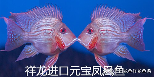 祥龍魚場有哪些線上平臺？|廣州龍魚祥龍魚場