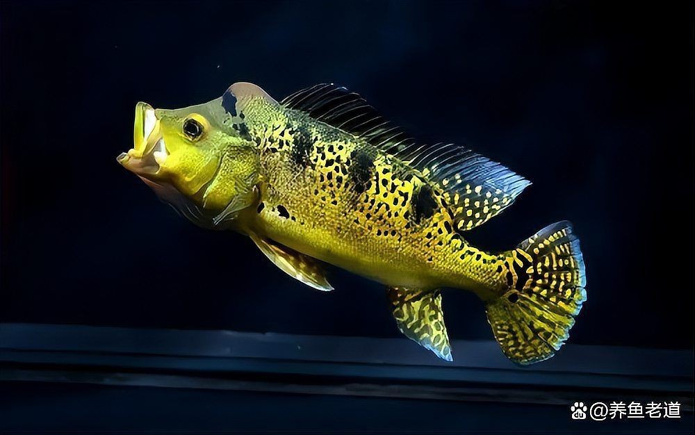 七星刀魚和招財貓魚混養案例分享|七星刀魚與招財貓魚混養實際案例分析和注意事項