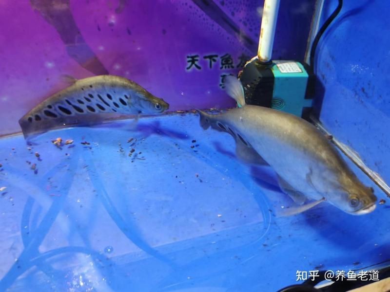 七星刀魚和招財貓魚混養案例分享|七星刀魚與招財貓魚混養實際案例分析和注意事項 七星刀魚和招財貓魚混養案例分享|七星刀魚與招財貓魚混養實際案例分析和注意事項 龍魚百科 第5張