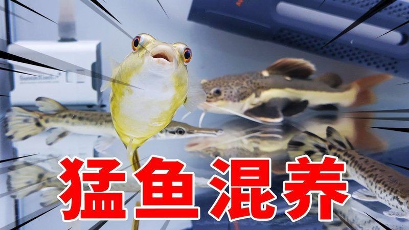 七星刀魚和招財貓魚混養案例分享|七星刀魚與招財貓魚混養實際案例分析和注意事項 七星刀魚和招財貓魚混養案例分享|七星刀魚與招財貓魚混養實際案例分析和注意事項 龍魚百科 第8張