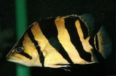 龍魚圖片大全大圖霸氣高清壁紙：龍魚圖片大全大圖，霸氣高清，盡顯王者風范