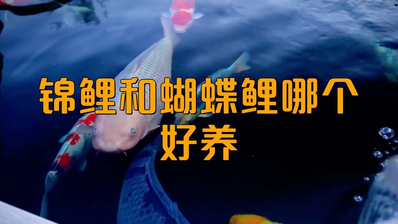 蝴蝶鯉和錦鯉哪個好養|蝴蝶鯉和普通錦鯉一起飼養這期視頻告訴你為什么不可以混養