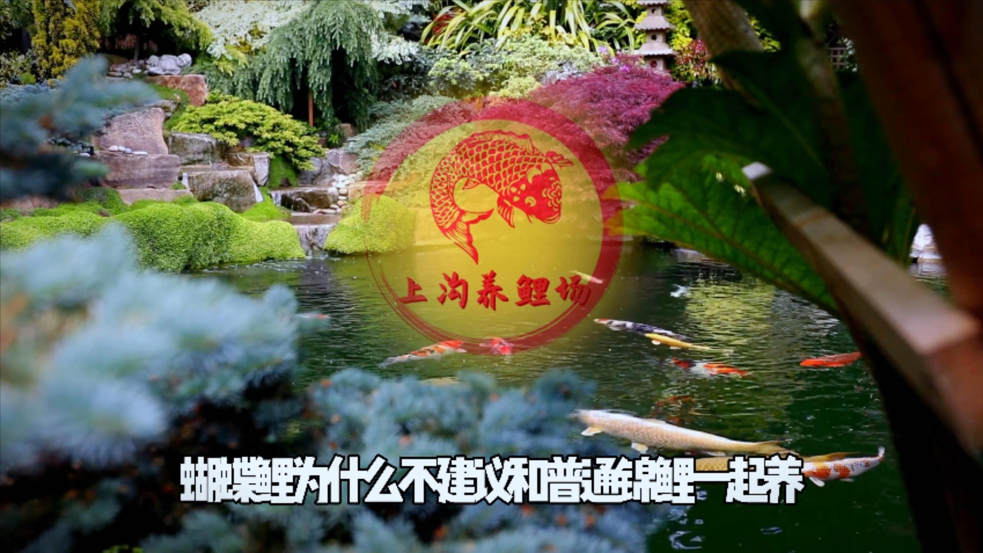 蝴蝶鯉和錦鯉哪個好養|蝴蝶鯉和普通錦鯉一起飼養這期視頻告訴你為什么不可以混養