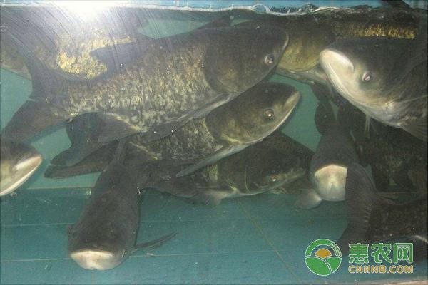 龍魚(yú)檢疫藥10天不喂可以嗎？全面解析龍魚(yú)檢疫期間的喂養(yǎng)問(wèn)題，龍魚(yú)檢疫期間10天不喂食可行嗎？全面解析喂養(yǎng)注意事項(xiàng) 龍魚(yú)檢疫藥10天不喂可以嗎？全面解析龍魚(yú)檢疫期間的喂養(yǎng)問(wèn)題，龍魚(yú)檢疫期間10天不喂食可行嗎？全面解析喂養(yǎng)注意事項(xiàng) 龍魚(yú)常見(jiàn)疾病 第2張