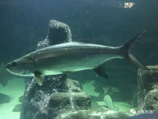 水霉病魚藥，預防與治療的關鍵措施，水霉病魚藥，全面解析預防與治療的關鍵措施