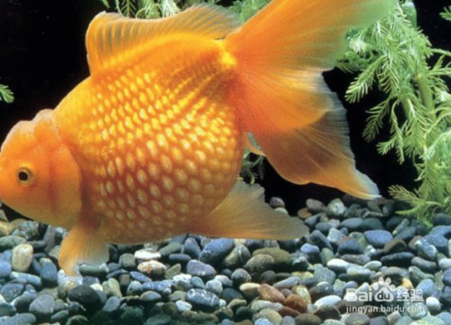 龍魚運輸需要麻藥嗎？深度解析麻醉在龍魚運輸中的應用與風險，龍魚運輸是否需麻醉？應用與風險全面解析