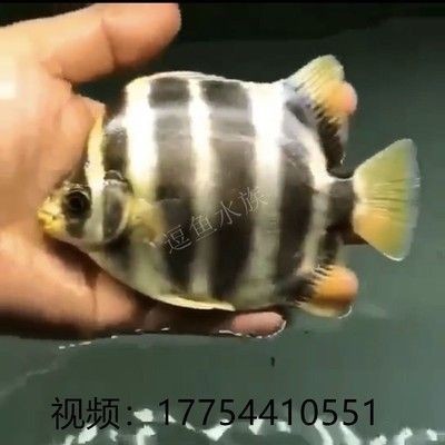 一個魚塘可以養幾種魚？科學混養指南，科學混養指南，一個魚塘可以養幾種魚？ 一個魚塘可以養幾種魚？科學混養指南，科學混養指南，一個魚塘可以養幾種魚？ 龍魚常見疾病 第2張