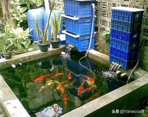 龍魚一只眼睛起白膜，病因、治療與預防全指南，龍魚眼睛起白膜，病因解析、治療方法及預防措施全指南