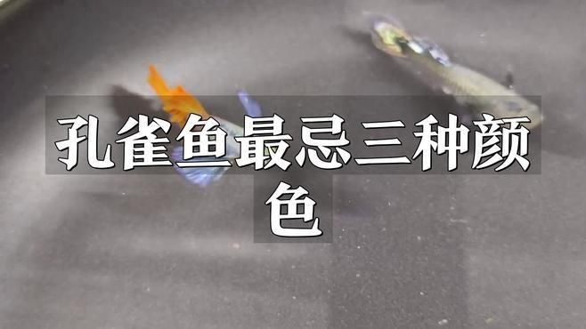 孔雀魚最忌三種顏色|養孔雀魚最忌三個顏色