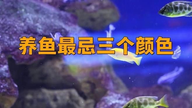 孔雀魚最忌三種顏色|養孔雀魚最忌三個顏色