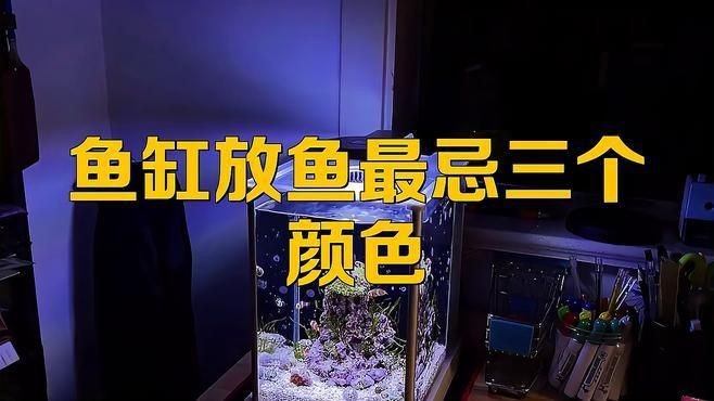 孔雀魚最忌三種顏色|養孔雀魚最忌三個顏色
