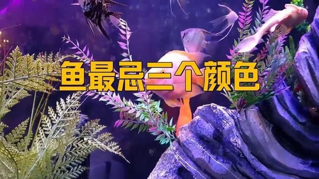 孔雀魚最忌三種顏色|養孔雀魚最忌三個顏色