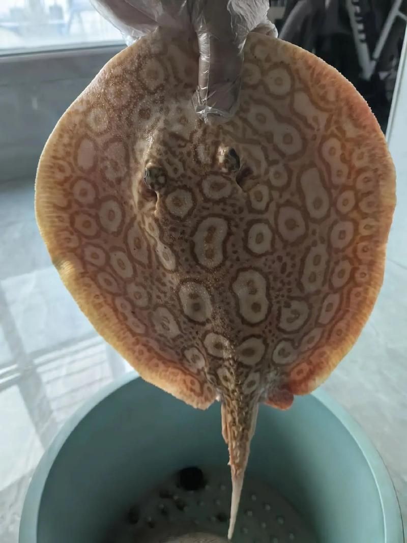 魟魚懷孕肚子圖片|關于魟魚懷孕的問題 龍魚論壇 第4張 魟魚懷孕肚子圖片|關于魟魚懷孕的問題 魟魚懷孕肚子圖片|關于魟魚懷孕的問題 龍魚論壇 第4張