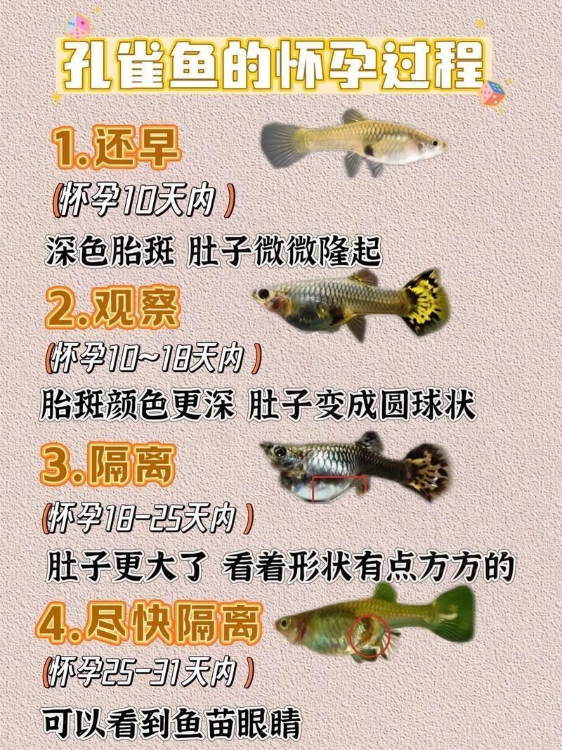 魟魚懷孕肚子圖片|關于魟魚懷孕的問題 龍魚論壇 第7張 魟魚懷孕肚子圖片|關于魟魚懷孕的問題 魟魚懷孕肚子圖片|關于魟魚懷孕的問題 龍魚論壇 第7張