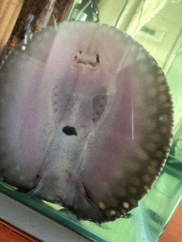 魟魚懷孕肚子圖片|關于魟魚懷孕的問題 龍魚論壇 第11張 魟魚懷孕肚子圖片|關于魟魚懷孕的問題 魟魚懷孕肚子圖片|關于魟魚懷孕的問題 龍魚論壇 第11張
