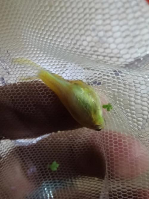 魟魚懷孕肚子圖片|關于魟魚懷孕的問題 龍魚論壇 第14張 魟魚懷孕肚子圖片|關于魟魚懷孕的問題 魟魚懷孕肚子圖片|關于魟魚懷孕的問題 龍魚論壇 第14張