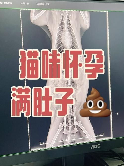魟魚懷孕肚子圖片|關于魟魚懷孕的問題 龍魚論壇 第17張 魟魚懷孕肚子圖片|關于魟魚懷孕的問題 魟魚懷孕肚子圖片|關于魟魚懷孕的問題 龍魚論壇 第17張