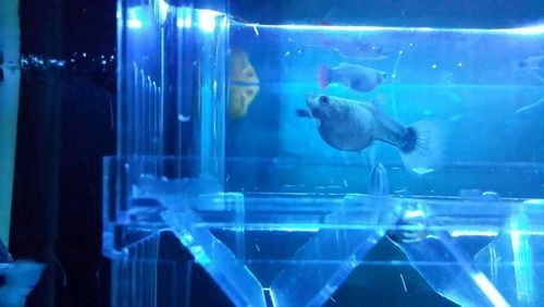 魟魚懷孕肚子圖片|關于魟魚懷孕的問題 龍魚論壇 第20張 魟魚懷孕肚子圖片|關于魟魚懷孕的問題 魟魚懷孕肚子圖片|關于魟魚懷孕的問題 龍魚論壇 第20張