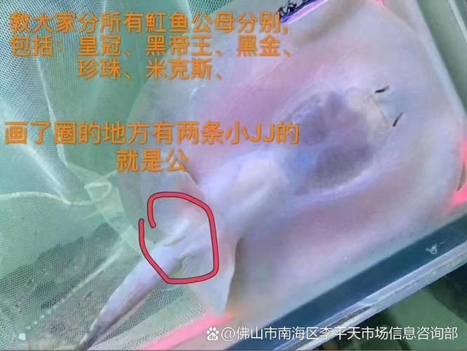 魟魚懷孕肚子圖片|關于魟魚懷孕的問題 龍魚論壇 第23張 魟魚懷孕肚子圖片|關于魟魚懷孕的問題 魟魚懷孕肚子圖片|關于魟魚懷孕的問題 龍魚論壇 第23張