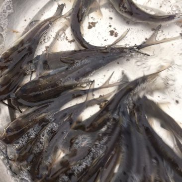 鳳尾魚多少錢一斤，鳳尾魚價格一斤多少錢 鳳尾魚多少錢一斤，鳳尾魚價格一斤多少錢 龍魚論壇 第1張