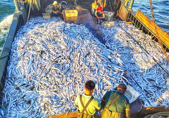 龍魚是否能吃紅蟲：龍魚飲食之惑，究竟哪些能吃，哪些不能吃？