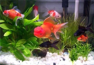 常見魚寄生蟲圖片識別與防治指南，常見魚寄生蟲圖片識別與防治指南