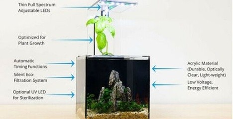 龍魚檢疫方法，全面指南與實用技巧，龍魚檢疫全攻略，方法與技巧詳解 龍魚檢疫方法，全面指南與實用技巧，龍魚檢疫全攻略，方法與技巧詳解 龍魚常見疾病 第2張