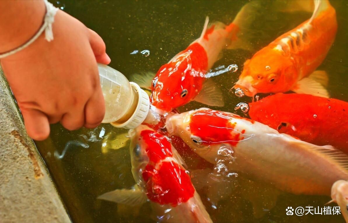 金魚是雜牌還是名牌|《金魚是雜牌還是名牌》