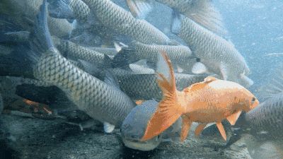 龍魚病十大表現及防治方法，龍魚常見十大病癥表現及科學防治指南 龍魚病十大表現及防治方法，龍魚常見十大病癥表現及科學防治指南 龍魚常見疾病 第2張