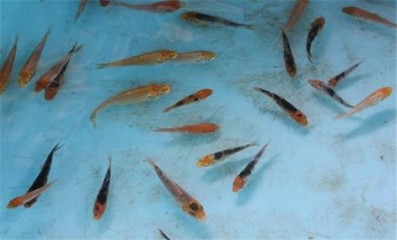 離我最近的魚苗基地，探索優質魚苗的選購與養殖指南，離你最近的優質魚苗基地，選購與養殖全攻略