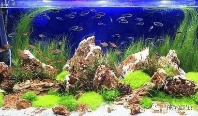 大豐收脆魚與龍魚對比，究竟哪種魚的魚刺更少？，大豐收脆魚VS龍魚，誰才是真正的無刺之王？ 大豐收脆魚與龍魚對比，究竟哪種魚的魚刺更少？，大豐收脆魚VS龍魚，誰才是真正的無刺之王？ 龍魚常見疾病 第2張