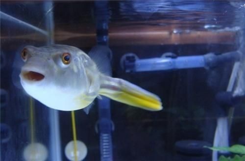 魚缸品牌十大排名，打造完美水族世界的頂級選擇，2023魚缸品牌十大排名，打造夢幻水族箱的頂級之選 魚缸品牌十大排名，打造完美水族世界的頂級選擇，2023魚缸品牌十大排名，打造夢幻水族箱的頂級之選 龍魚常見疾病 第2張
