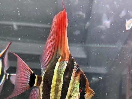 圣菲利佩埃及能長多大|圣菲利佩埃及神仙魚