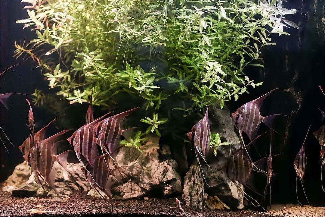 圣菲利佩埃及能長多大|圣菲利佩埃及神仙魚