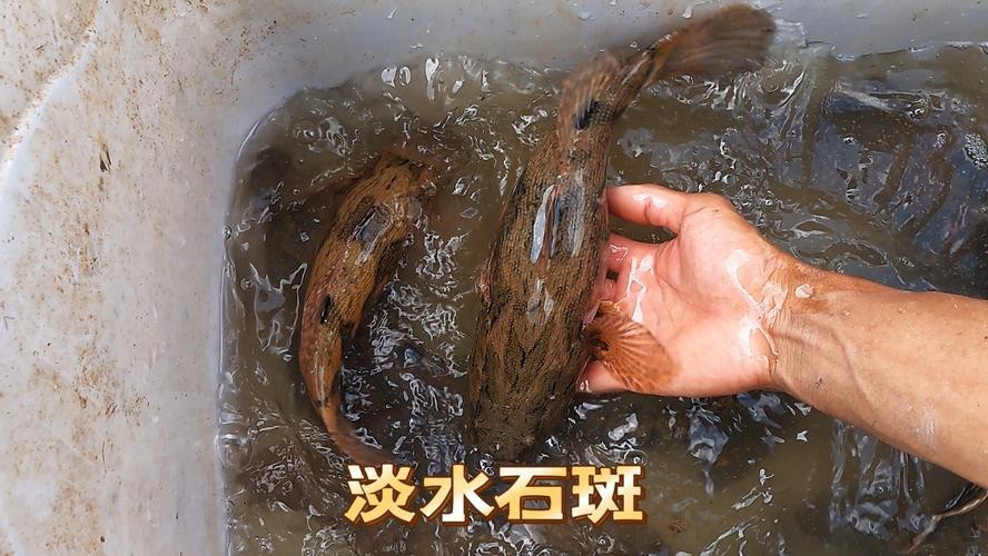 淡水石斑魚圖片，淡水石斑魚