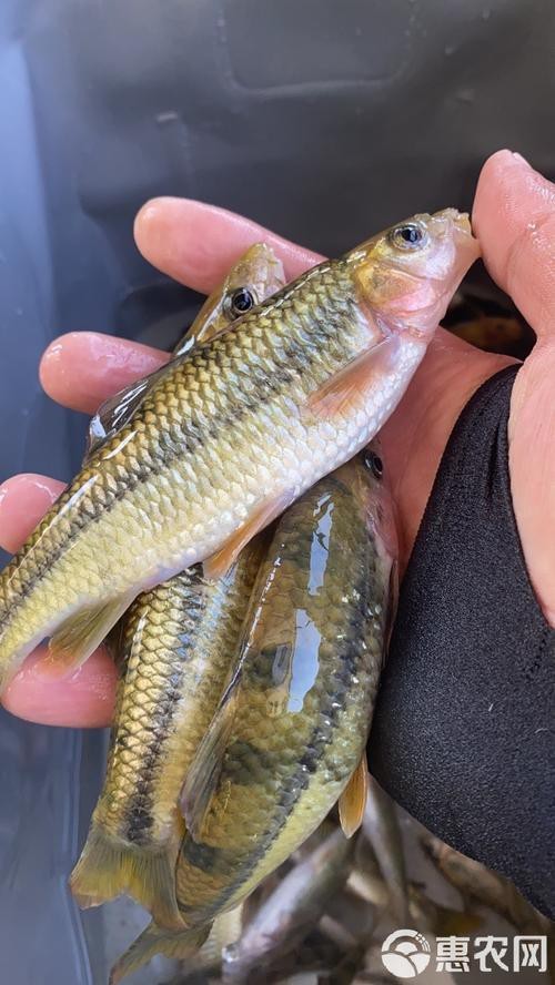 淡水石斑魚圖片，淡水石斑魚