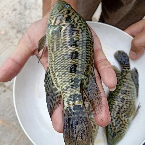 淡水石斑魚圖片，淡水石斑魚