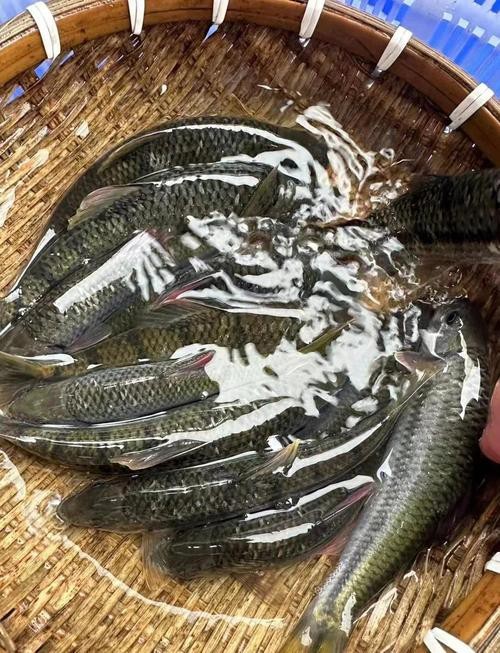 淡水石斑魚圖片，淡水石斑魚