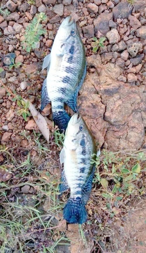 淡水石斑魚圖片，淡水石斑魚