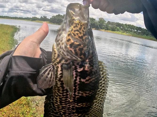 淡水石斑魚圖片，淡水石斑魚