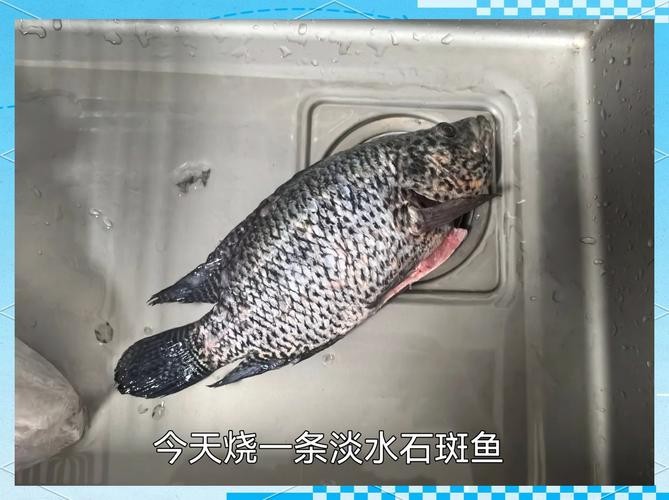 淡水石斑魚圖片，淡水石斑魚