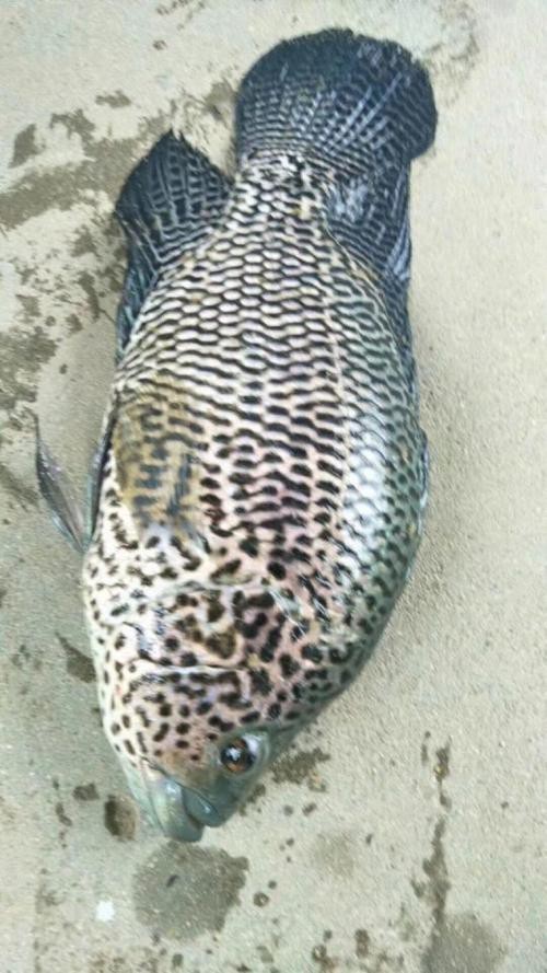 淡水石斑魚圖片，淡水石斑魚