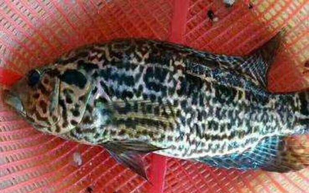 淡水石斑魚圖片，淡水石斑魚