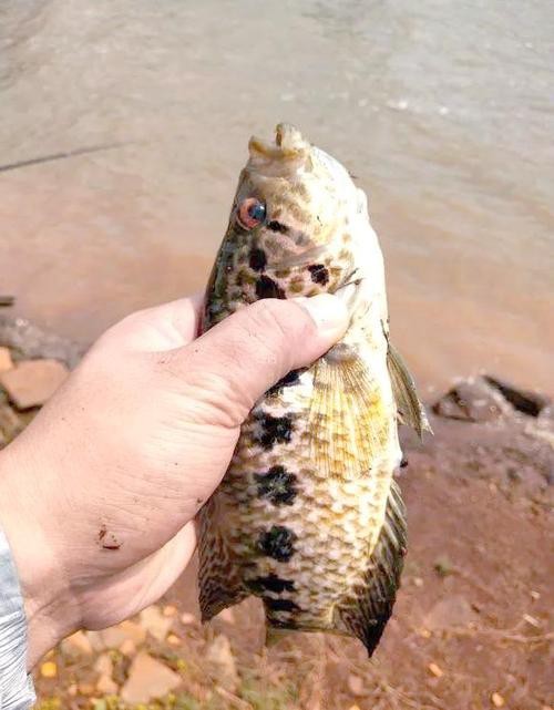 淡水石斑魚圖片，淡水石斑魚