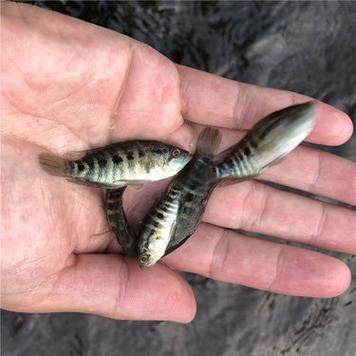 淡水石斑魚圖片，淡水石斑魚