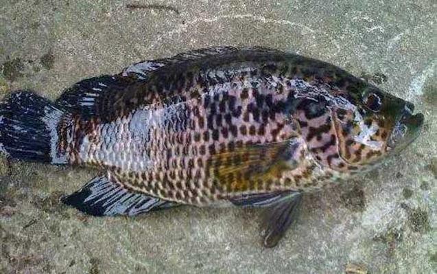 淡水石斑魚圖片，淡水石斑魚