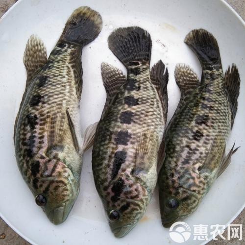 淡水石斑魚圖片，淡水石斑魚