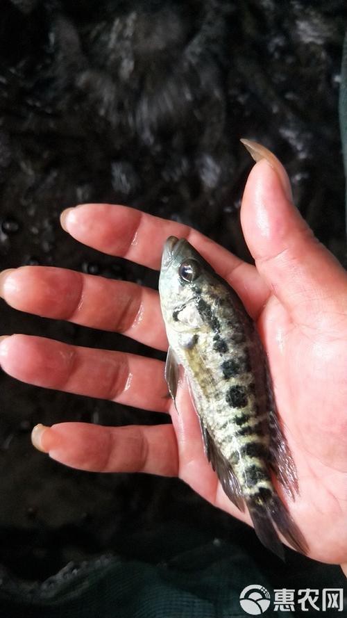 淡水石斑魚圖片，淡水石斑魚