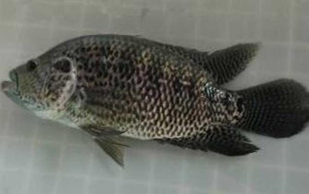 龍魚弓背能自愈嗎？（龍魚弓背是否能自愈，如何判斷龍魚弓背是否能自愈）