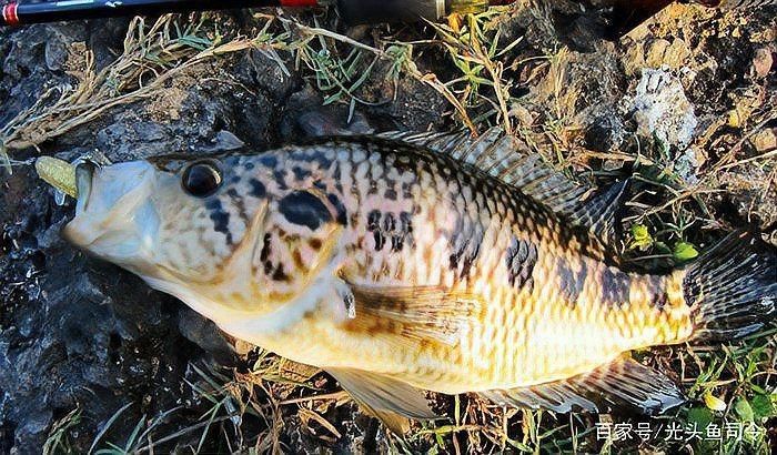 淡水石斑魚圖片，淡水石斑魚